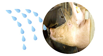 養豚場には電子水精製機があり、ポンプで各豚舎に供給されます。豚たちは好きなときに、たっぷりイオン水を飲めるのです。